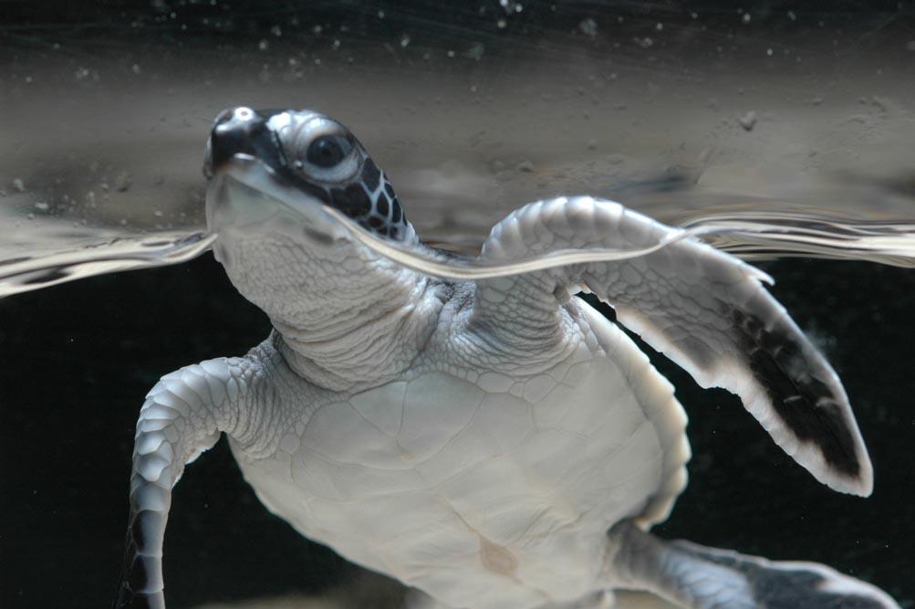 「ヨコハマおもしろ水族館」が保護活動の一環として飼育している小笠原生まれのアオウミガミ。コロナ禍で入館者が少なくなってしまったなか、ゆがんでしまった水槽の新調費用を集めたいという(写真提供=ヨコハマおもしろ水族館)