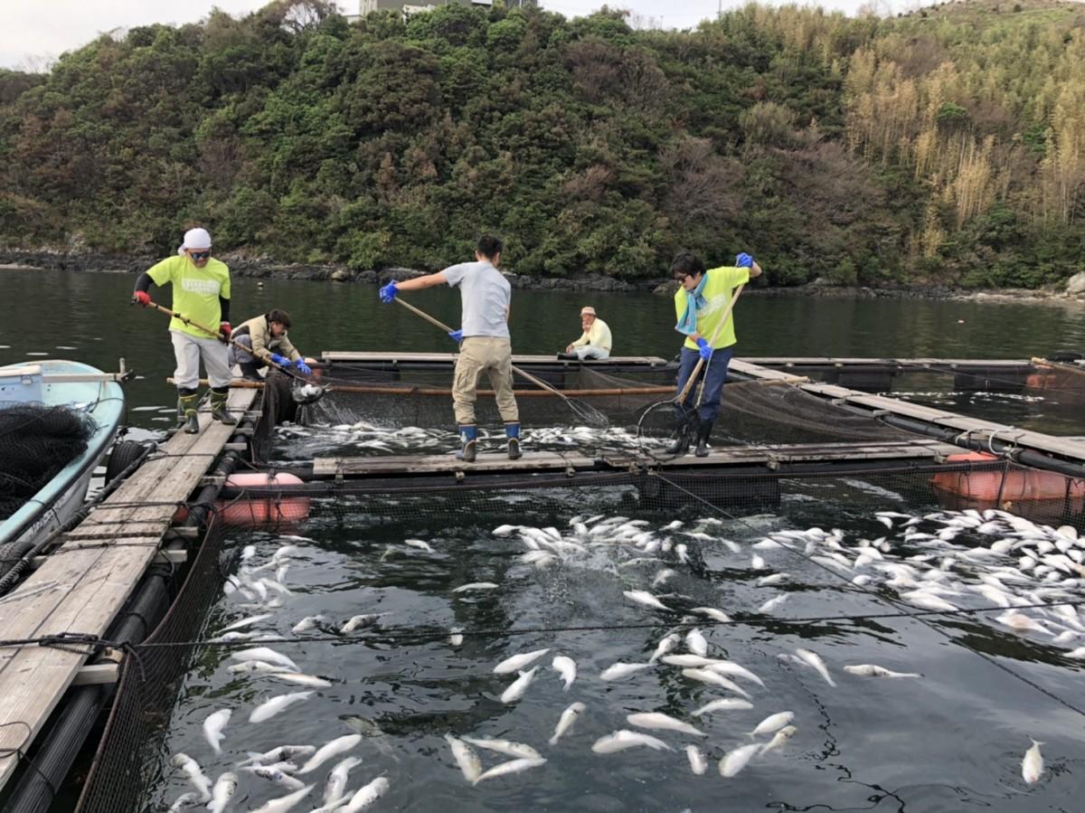 被害後、大量死したトラフグを処分する様子