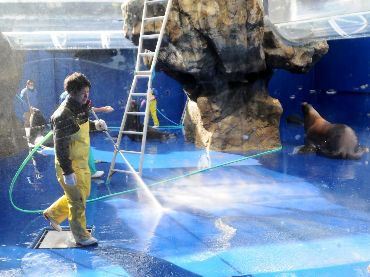 鳥羽水族館で年末恒例の大掃除 体重700キロ、逃げまわるトドの「キンタ」