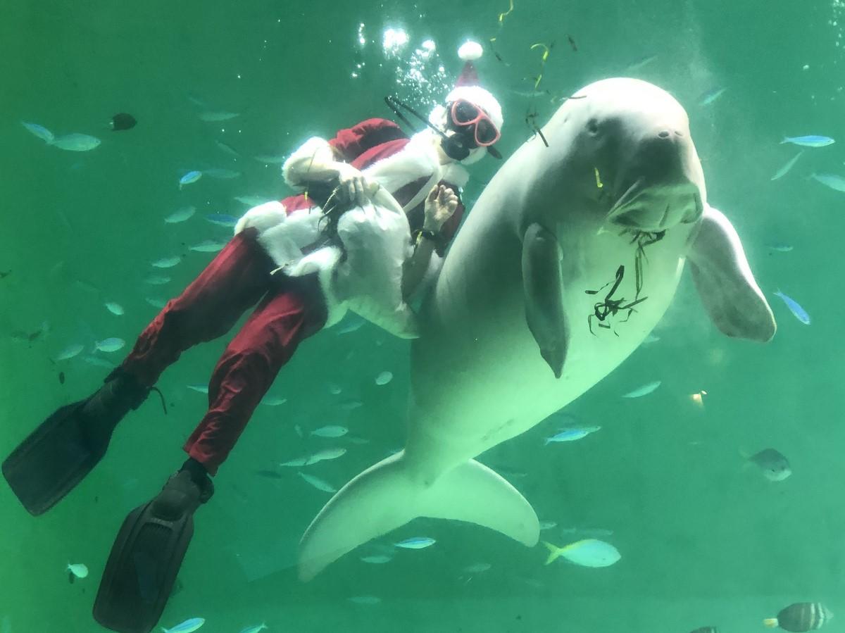 鳥羽水族館、ジュゴンの「セレナ」にサンタさんからクリスマスプレゼント