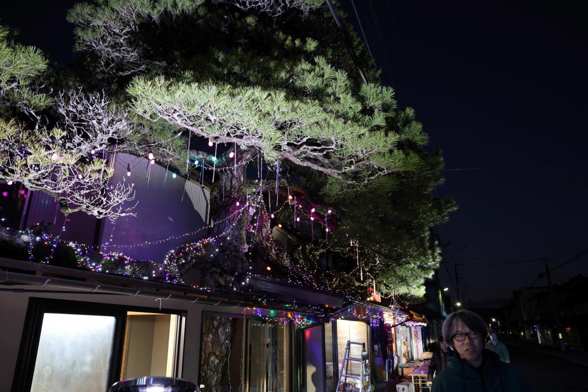 イルミネーションを飾った浪花の大松