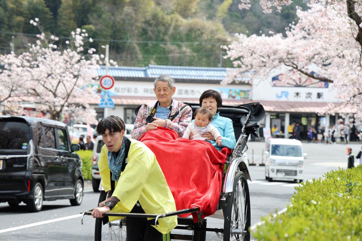 人力車が桜並木を駆け抜けた
