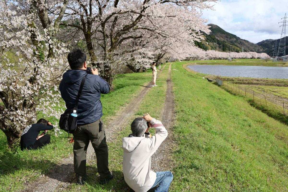 上熊谷の桜並木でポートレートの撮影をするカメラ部メンバー
