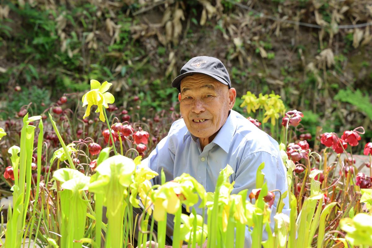サラセニア類の食虫植物に囲まれる内田さん
