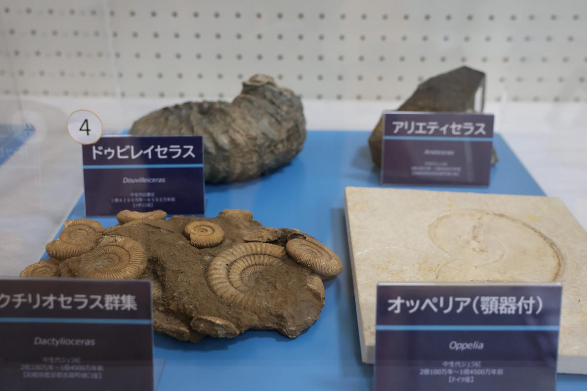 展示されたアンモナイト各種