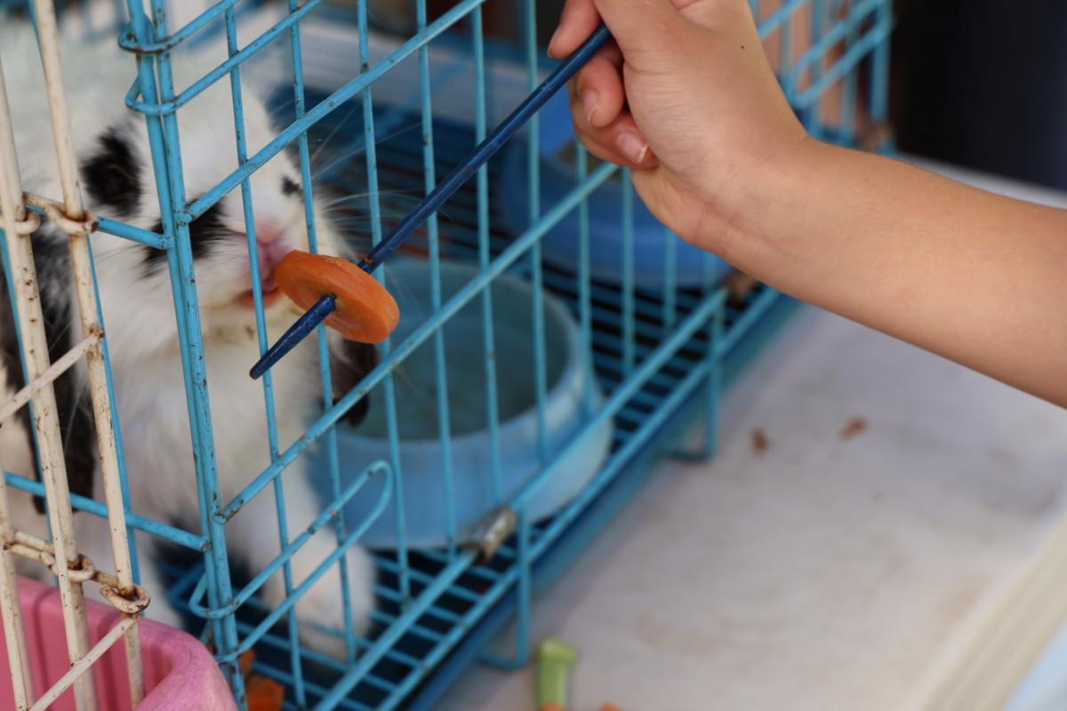 ウサギに餌やりする来場者