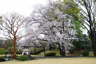 埼玉知事公館を特別開放　桜の季節に合わせ花見イベント
