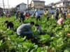さいたまの農園で「もぐもぐファーム連続講座」 家族で農作業や料理体験