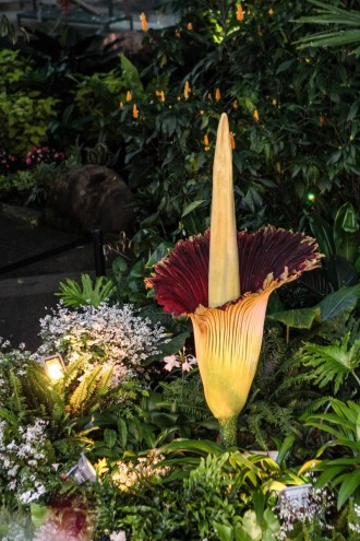 バンクーバーのダウンタウンにダイソー直営1号店 3月中のオープン目指し準備中 バンクーバー経済新聞