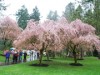 10000 People in ‘Japan Fair’ -Soak in Cherry Trees in Full Bloom and Japanese Cultures