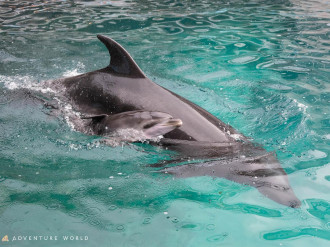 白浜・「アドベンチャーワールド」でバンドウイルカ誕生　親子で泳ぐ姿を公開
