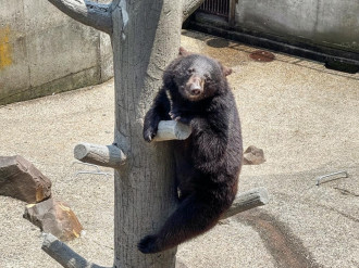 和歌山城公園動物園の新入りツキノワグマの名前と絵を募集　来春公開へ
