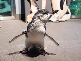 白浜の「アドベンチャーワールド」で成長したコガタペンギンが遊泳練習