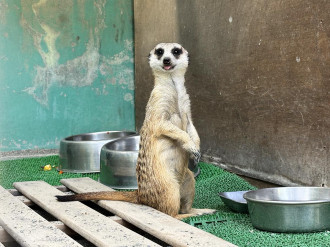 和歌山城公園動物園に雄ミーアキャット「まよ」　伊豆から来園、公開始まる