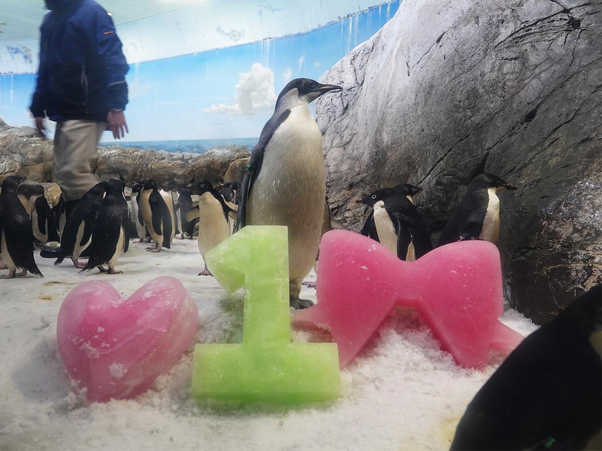 氷のプレゼントをもらったコウテイペンギンのよよちゃん