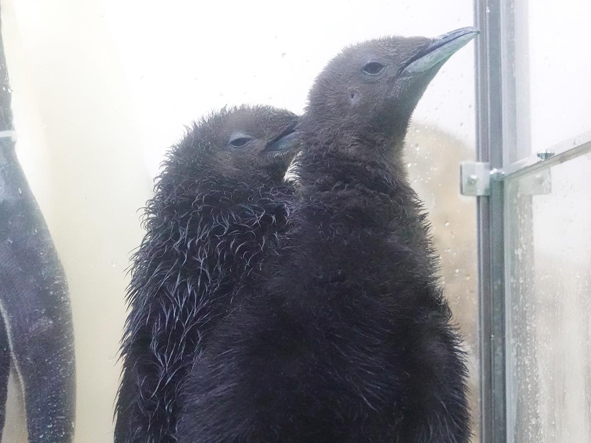 公開が始まったオウサマペンギンのひな（2026年9月30日撮影）
