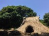 屋久島横峯遺跡に竪穴式住居復元 カヤとカズラと雑木の自然素材使い