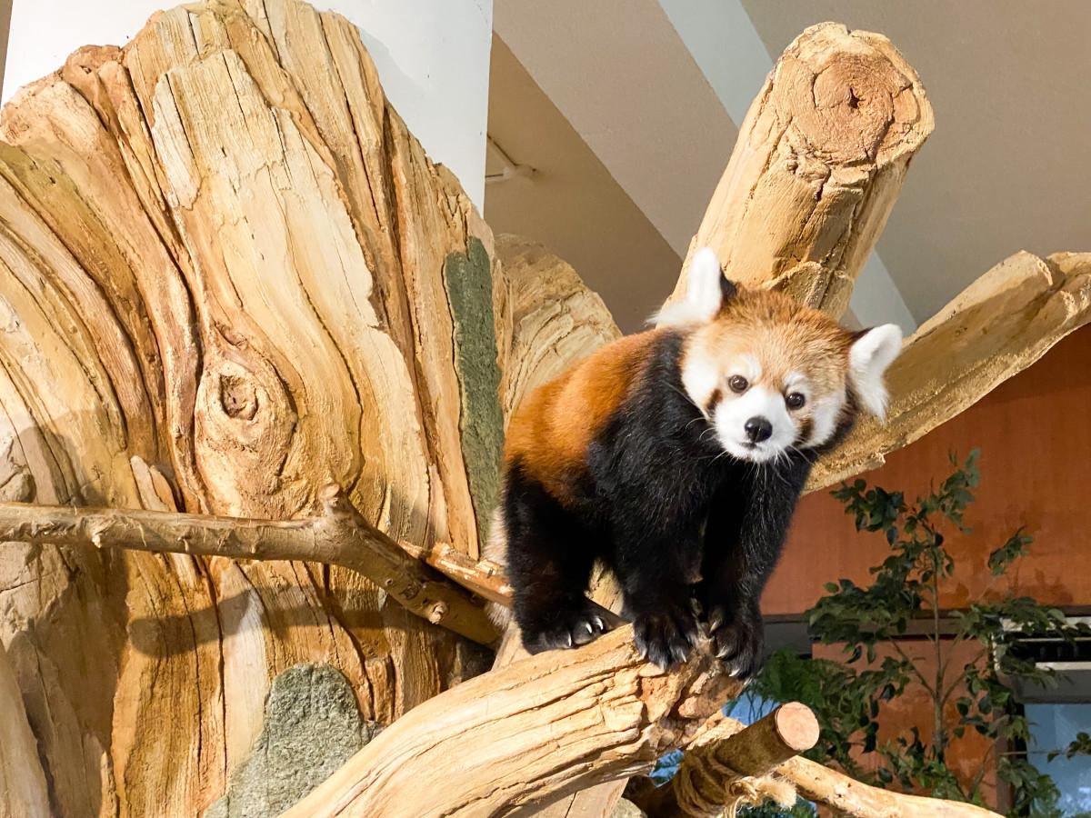 ネオパークオキナワのレッサーパンダ「さくら」