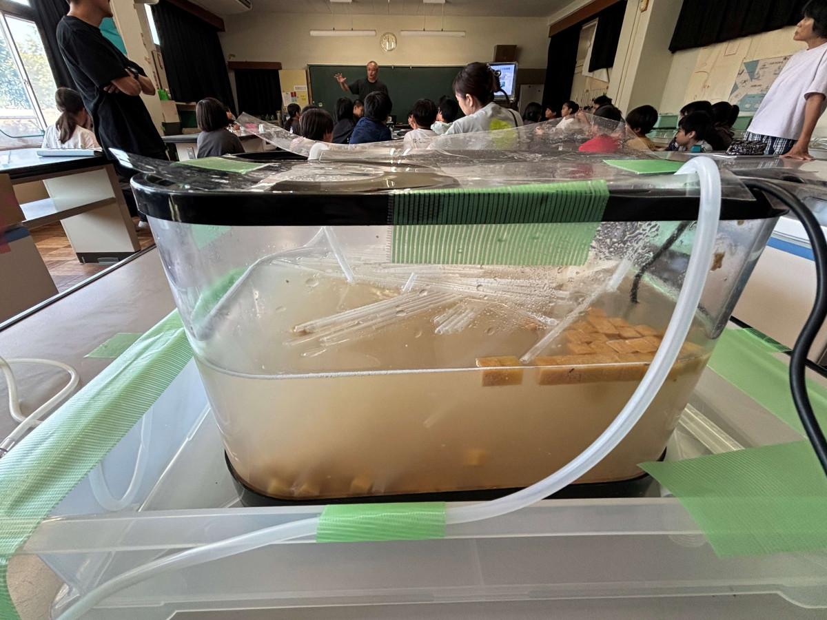 給食で使ったカネカ生分解性バイオポリマーのストローと微生物を入れた水槽。実験初日