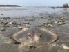 葉山の一色海岸に打ち上がったエイ、満ち潮を待つ
