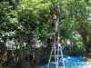 逗子の蘆花記念公園で梅の実収穫 アダプトプログラムの一環で